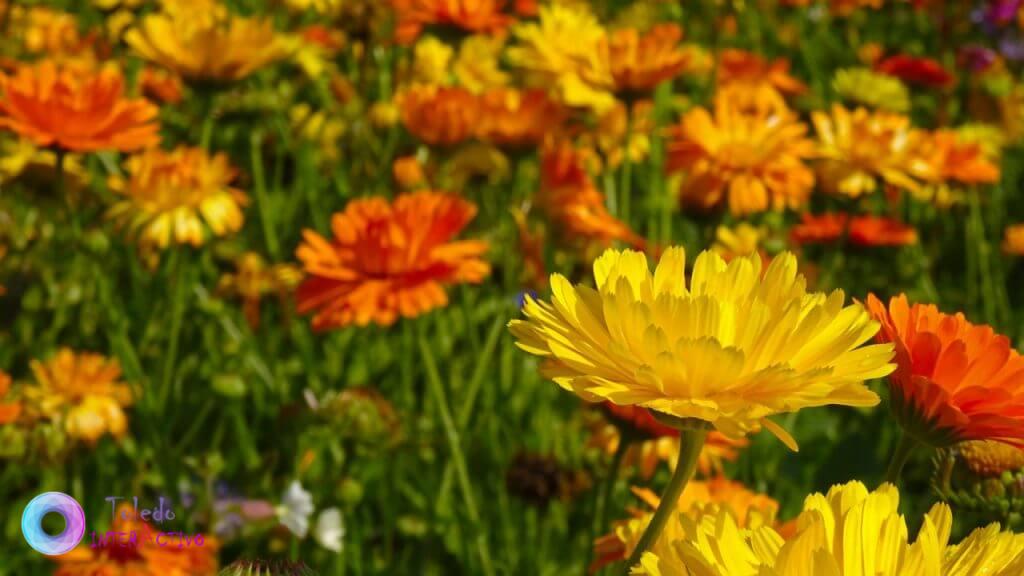 Calendula