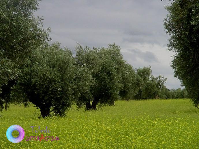 Guadamur / Pueblos de Toledo